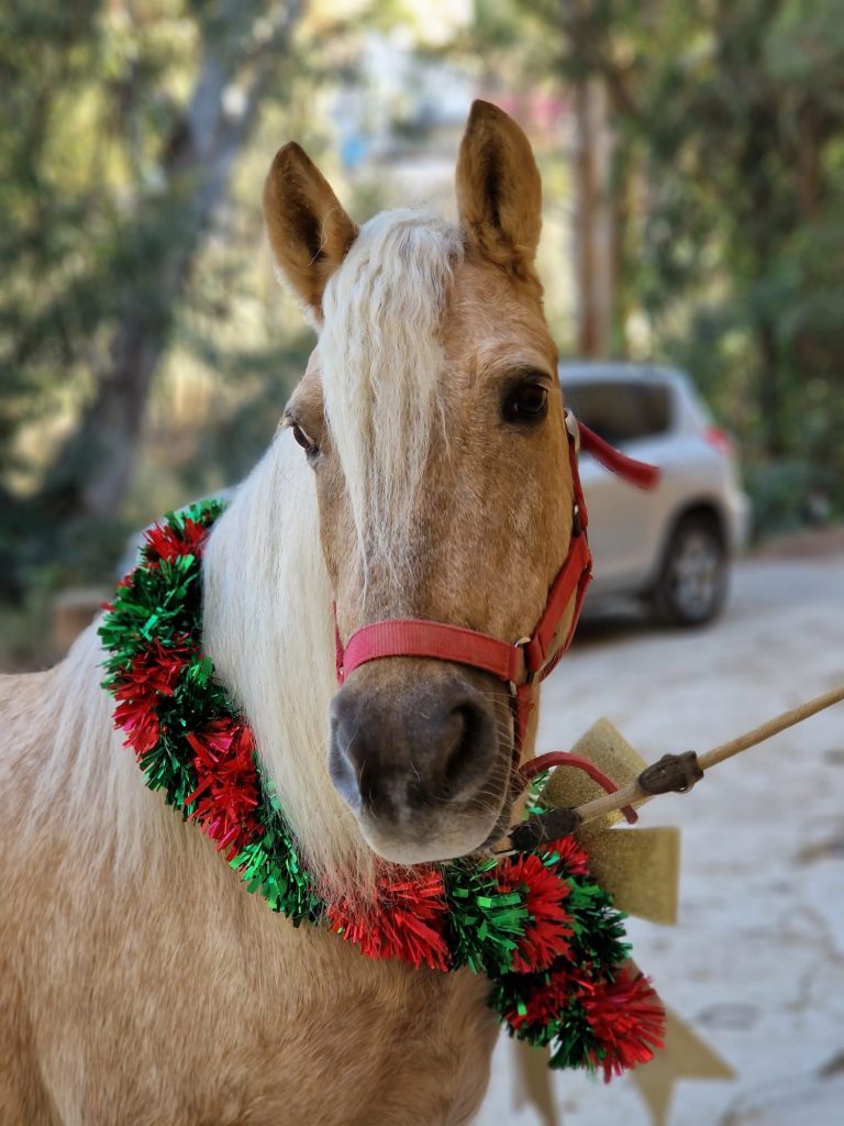 WhatsApp Image 2025-12-11 at 09.56.12 (2)